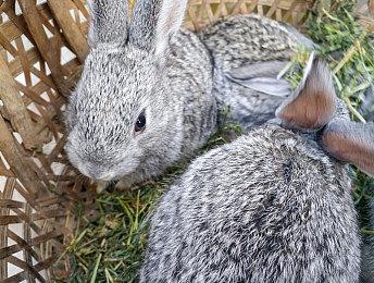 Steam特别好评 《要塞：决定版》销量突破50万